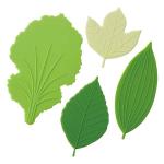Anti-Bacterial Silicone Baran 'Lettuce & Leaf'